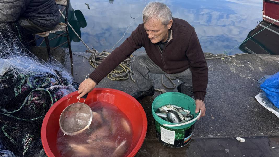 Halk arasında paşa balığı deniyor. Vatandaş palamuta doydu şimdi sıra ona geldi 2